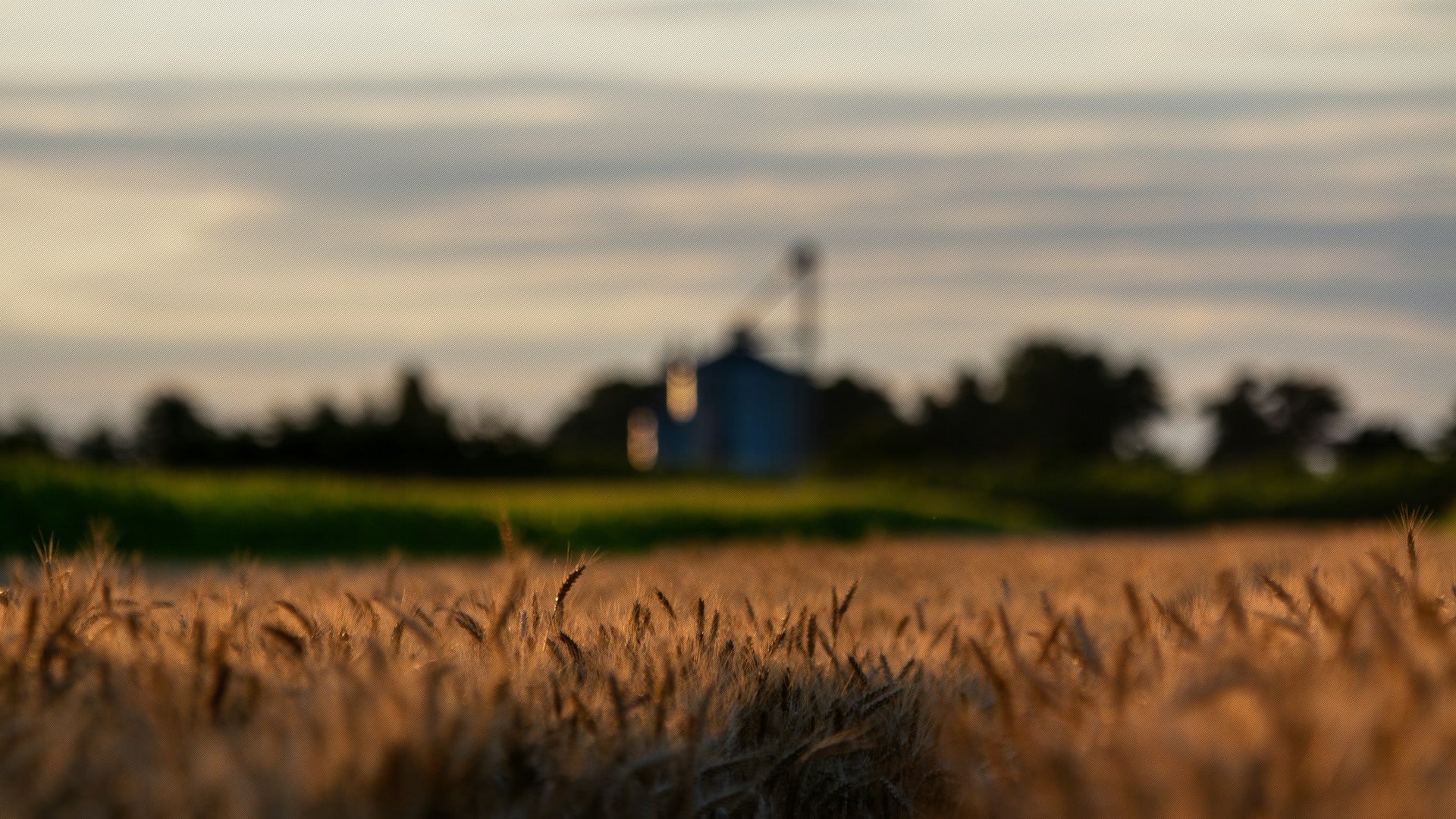 Golden wheat field under the American flag at sunset